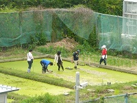 2014 paddy field transplant2.jpg(32734 byte)